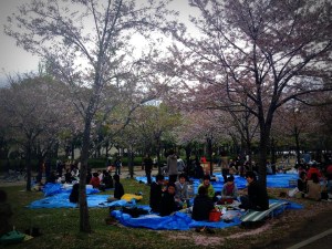 hanami3