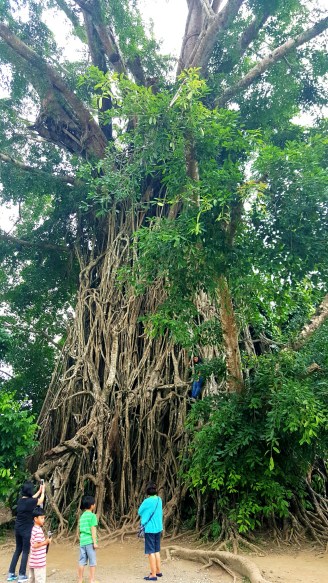 the millenium tree! one of the largest trees in asia..